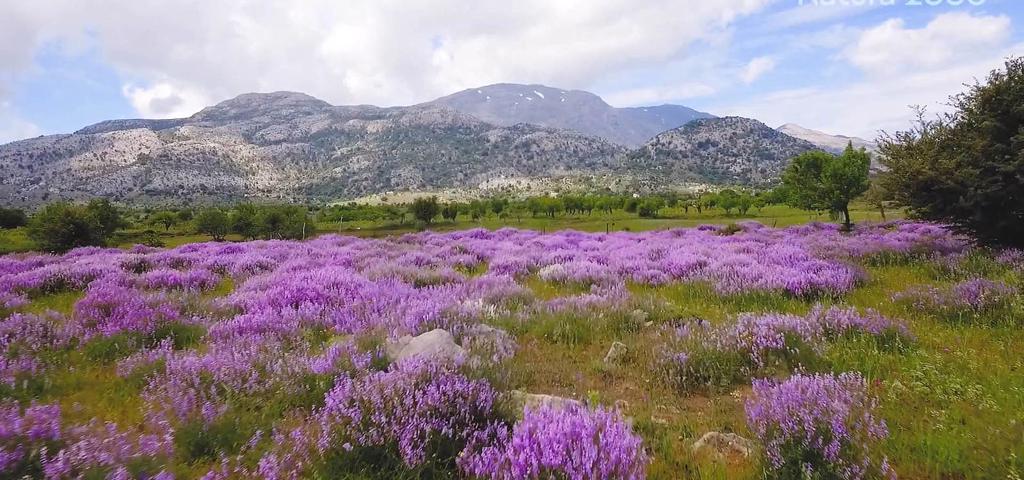 Σε διαβούλευση οι πρώτες τέσσερις Περιβαλλοντικές Μελέτες για "Νatura 2000" Σε διαβούλευση οι πρώτες τέσσερις Περιβαλλοντικές Μελέτες για "Νatura 2000"